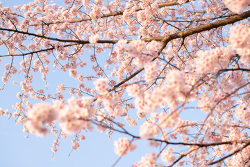 桜の花