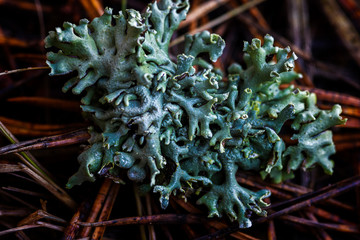 Macro Photograph with Different Objects
