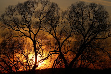 Silhouette of sprawling trees on a background of a beautiful orange sunset