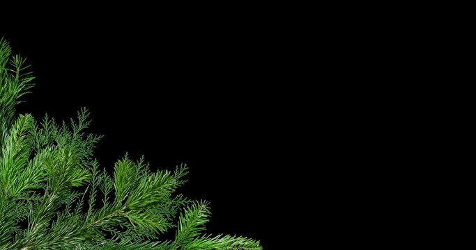 Green branch of pine tree isolated on black and red background screen.