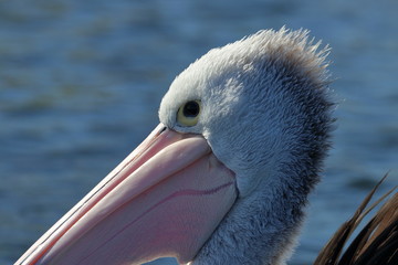 australian pelican