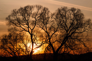 Silhouette of sprawling trees on a background of a beautiful orange sunset