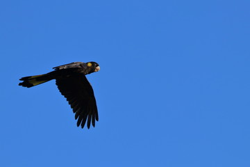 yellow tailed black cockatoo
