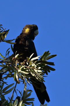 Yellow Tailed Black Cockatoo