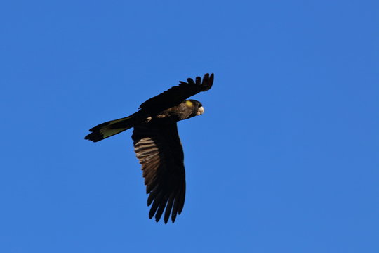 Yellow Tailed Black Cockatoo