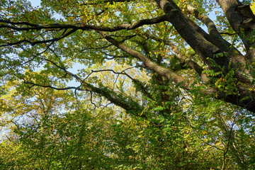 	Herbstliche Eiche im Laubwald mit heller Sonne