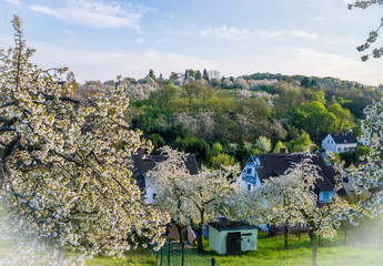 Those Cherry trees though