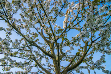 Cherry Trees Renningen