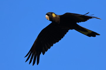 yellow tailed black cockatoo © Thomas