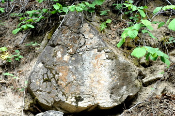 Petrified Tree in Yosemite