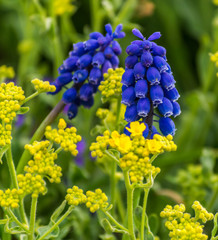 blue flowers in the garden