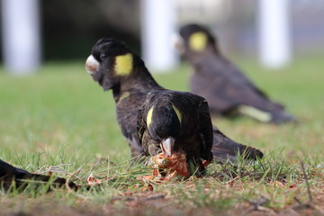 yellow tailed black cockatoo