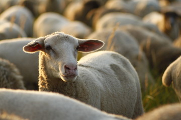 portrait of a sheep on farm