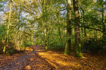 Herbstliches Wald Panorama mit heller Sonne in den Farben gelb, grün und braun