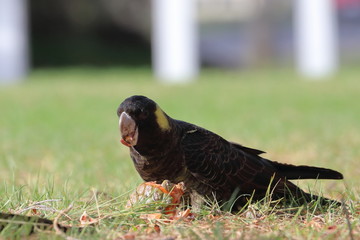 yellow tailed black cockatoo