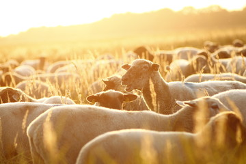 sheeps in sunset 