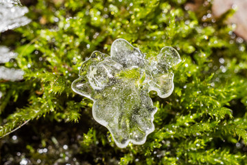 Plants at the spring covered with a layer of ice and frost in severe frosts close-up