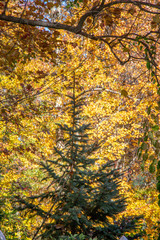 blue spruce in fall with yellow background