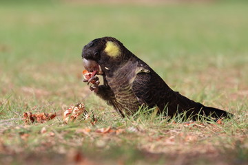 yellow tailed black cockatoo