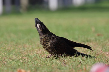 yellow tailed black cockatoo