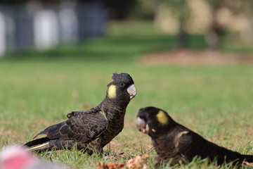 yellow tailed black cockatoo