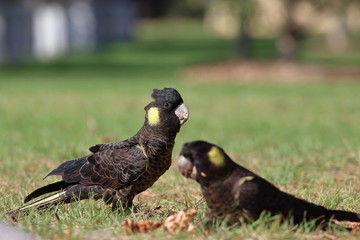 yellow tailed black cockatoo