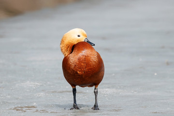Ruddy shelduck tadorna ferruginea standing on ice frozen pond. Cute colorful orange waterbird in wildlife.
