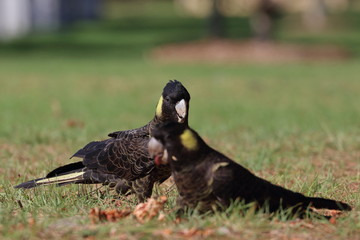 yellow tailed black cockatoo
