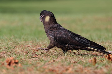 yellow tailed black cockatoo