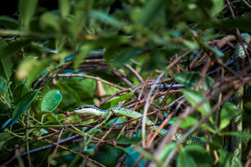 Beautiful large eyed viper ready in trees