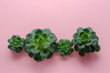 succulent plants on pink paper background