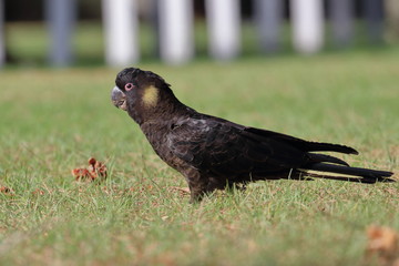 yellow tailed black cockatoo