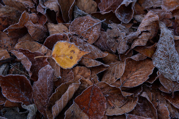 Frozen Leaves