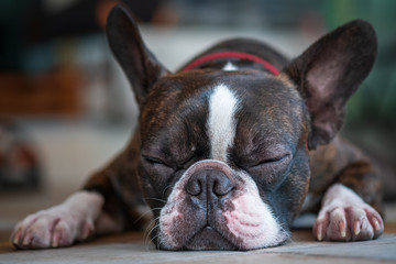 Portrait boston terrier pure breed sleeping background closeup