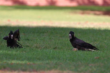yellow tailed black cockatoo