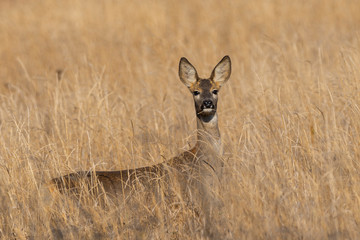 Young roe deer
