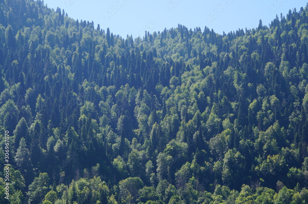 Wall mural forest and sky