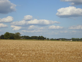 Fototapeta premium Village Road in the middle of corn field