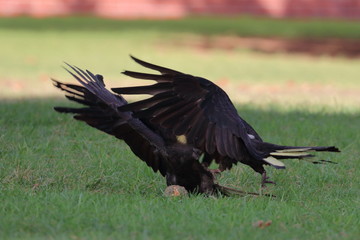 yellow tailed black cockatoo
