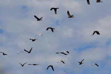 Fototapeta premium cockatoos