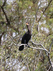 Beautiful locations on Naples - Fl