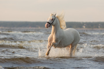 A beautiful white horse with a long mane runs along the sea edge among the waves