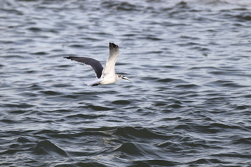 Beautiful locations on Naples - Fl