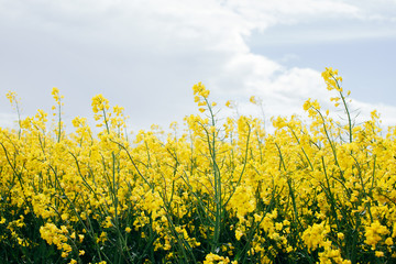 Panorama of flowering rapeseed