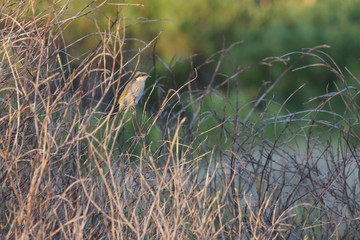 honeyeater