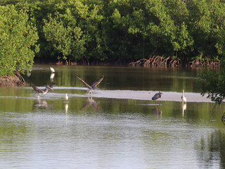 Beautiful locations on Naples - Fl