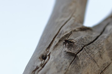jumping spider
