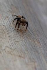 jumping spider