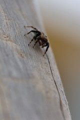 jumping spider