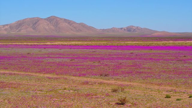 Aerial view of the flowery Atacama Desert during one of its biggest blooms in the last 20 years, panning move to the right
